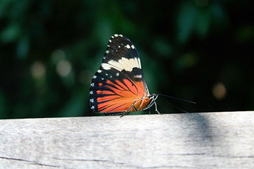 monarch butterfly, brazil